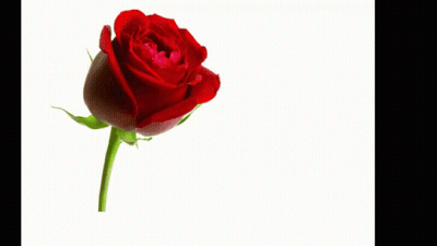 Red Rose With Amo-Te Muito Meu Amor
