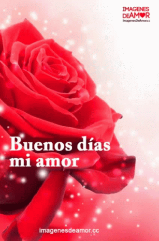 Red Rose With Buenos Dias Mi Amor GIF