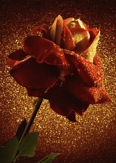 Red Rose With Gold Petals On Brown Background GIF