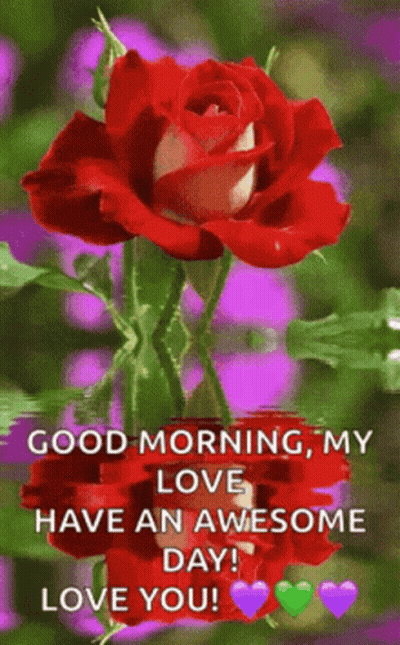 Red Rose With Good Morning My Love GIF