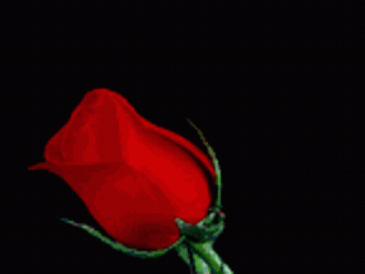 Red Rose With Green Stem GIF