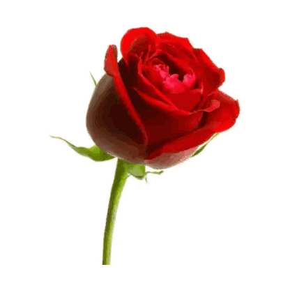 Red Rose With Green Stem Sticker