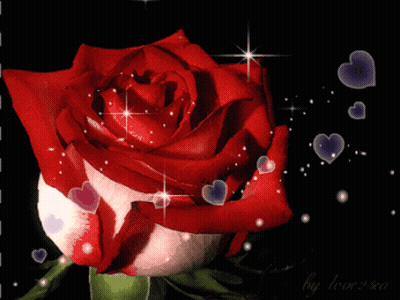 Red Rose With Hearts Saying By Love You GIF