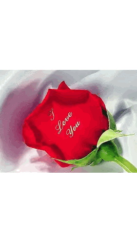Red Rose With I Love You Sticker