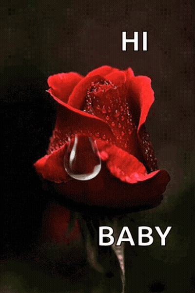 Red Rose With Water Drops Saying Hi Baby GIF