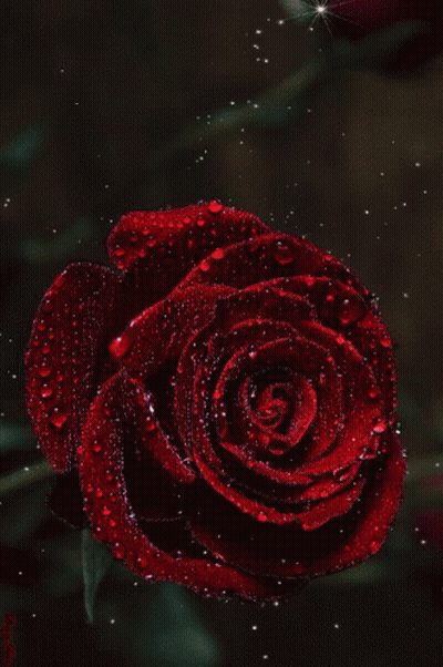 Red Rose With Water Drops Surrounded By Stars GIF