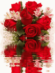 Red Roses Flores Reflection GIF