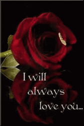Red Roses I Will Always Love You GIF