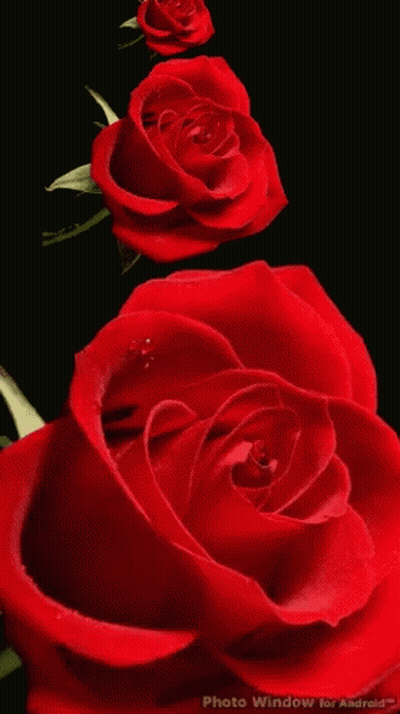 Red Roses On Black Background Photo Window For Android GIF