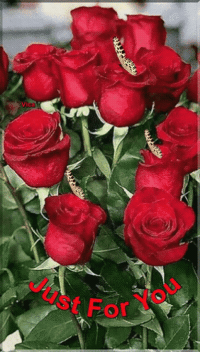 Red Roses Saying Just For You GIF