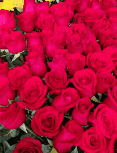Red Roses With Green Leaves GIF