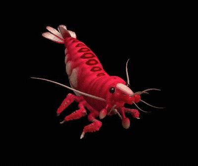 Red Shrimp GIF