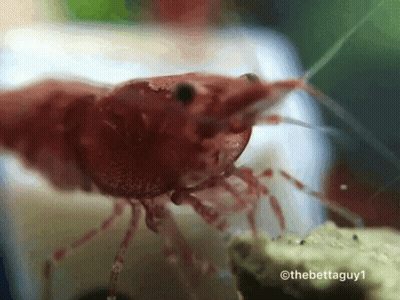 Red Shrimp With Thebettaguy1 Watermark GIF