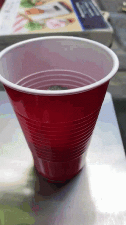 Red Solo Cup With A Duck Inside GIF