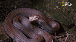 Red Spitting Cobra Snake GIF