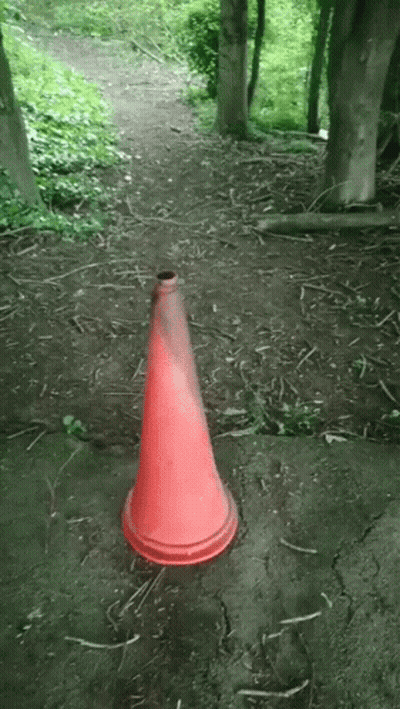 Red Traffic Cone In Woods GIF