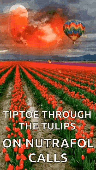 Red Tulip Field With Hot Air Balloon GIF