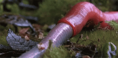 Red Worm Crawling In Grass GIF