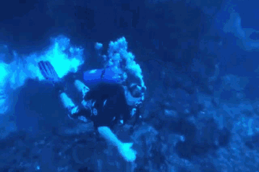 Reef Handshake GIF
