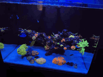 Reeftank Corals GIF