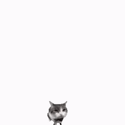 Rei Jumping Out Neon Genesis Evangelion GIF