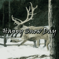 Reindeer Running Happy On Snow Day GIF