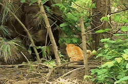 Relationship Friends Animals Bear Cat  GIF