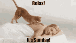 Relax Cat Massage Funny Sunday Blessings GIF