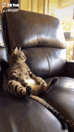 Relax Chill GIF