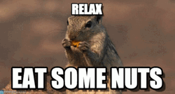 Relax Eat Some Nuts Squirrel Meme GIF