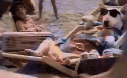 Relaxed Dog Wearing The Shade  GIF