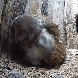 Relaxed Pigeon Scratching GIF