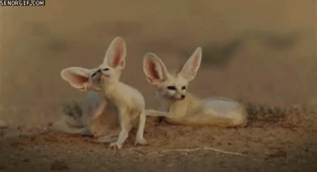Relaxing Cute Fennec Fox Huge Ears GIF