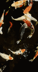 Relaxing Koi Fish Swimming Around GIF