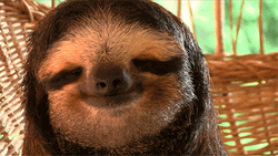 Relaxing Sloth Animal