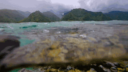 Relaxing Underwater View GIF