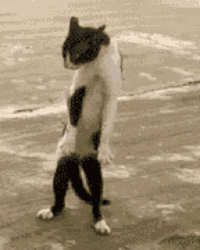 Repeating Dance Step El Gato Meme GIF