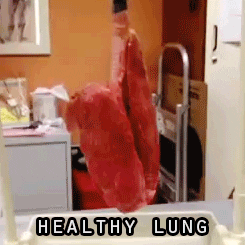  Respiratory System Anatomy Healthy Lungs GIF