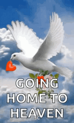 Rest In Peace Going Home To Heaven Dove GIF