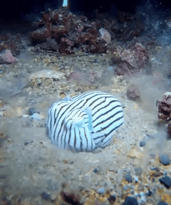Resting Under Squid GIF