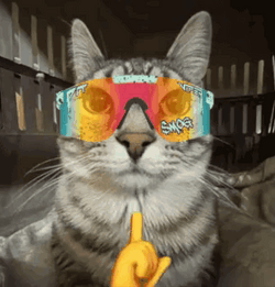 Result Of Cat Mewing Meme GIF