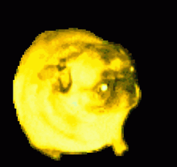 Retro Color Dancing Pug  GIF