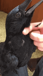 Revealing Crow Ears GIF