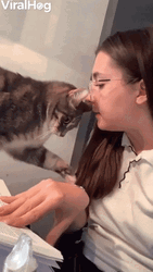 Revenge Bite Surprised Cat GIF GIFDB