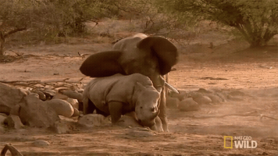 Rhino And Elephant Playing Dirt National Geographic Wild GIF