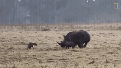 Rhino And Two Baby Rhinos Walking GIF