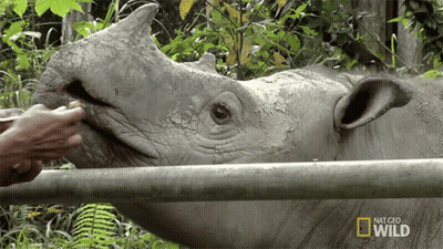 Rhino Fed By Person Behind Fence Nat Geo Wild GIF
