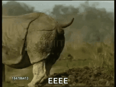 Rhino In Field With Eeee GIF