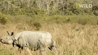 Rhino In Field With National Geographic Logo GIF