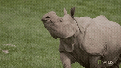 Rhino In Grassy Field Saying Wild GIF